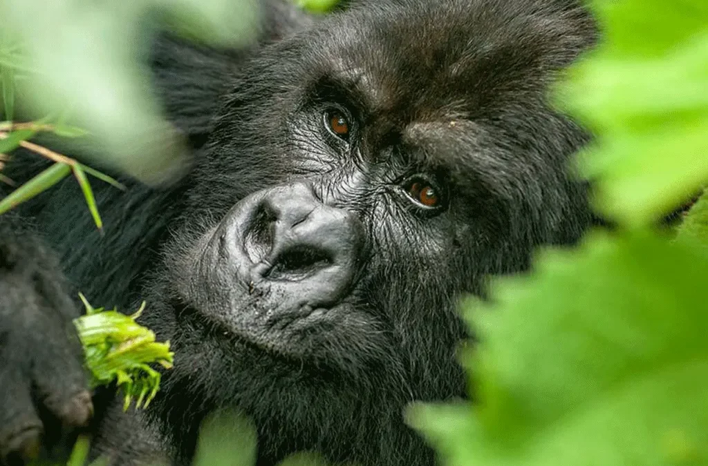 Can I Reschedule a Gorilla Permit in Rwanda? 2 can I reschedule a gorilla permit in Rwanda?