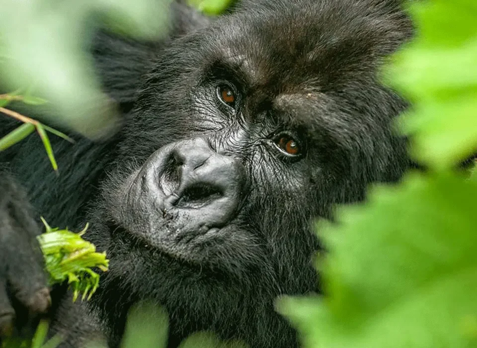 can I reschedule a gorilla permit in Rwanda?
