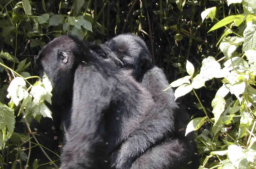 Is Trekking Lowland Gorilla Safe in Kahuzi Biega National Park? 2 Is trekking lowland gorillas safe in Kahuzi Biega national Park?