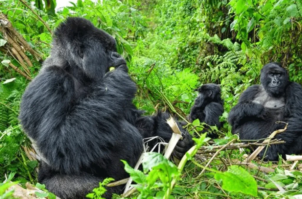 How Long does Gorilla trekking take in Rwanda? 2 How long does gorilla trekking in Rwanda take?