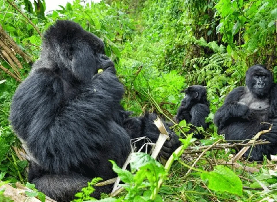 How long does gorilla trekking in Rwanda take?