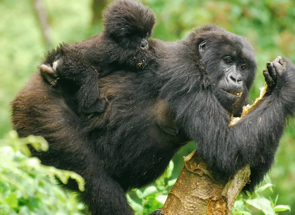5 Days Uganda gorilla and wildlife safari
