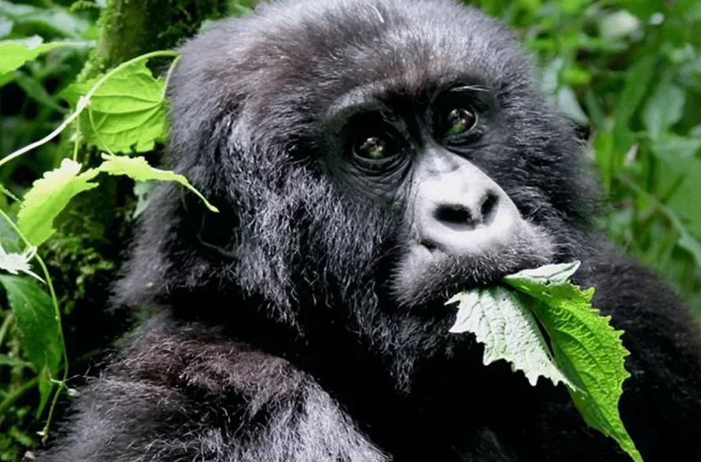 9 Days Uganda Safari – Gorillas & Wildlife Tour 2 9 Days Uganda Safari – Gorillas & Wildlife Tour