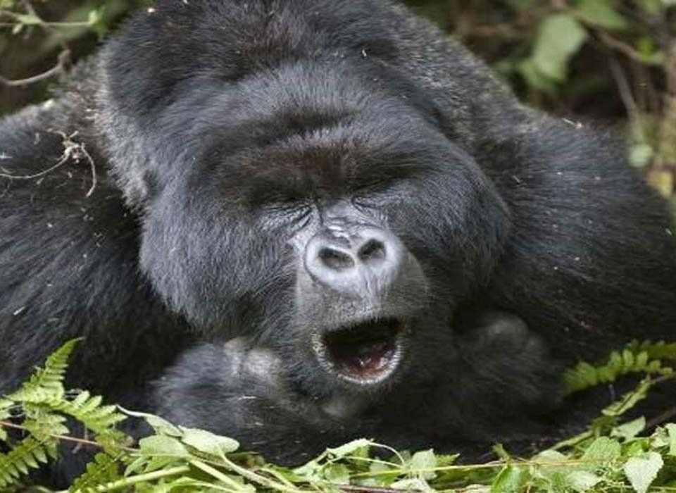 Guide to Gorilla Permit