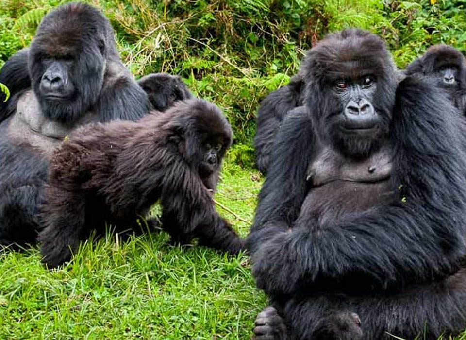 How do I prepare for gorilla trekking in Rwanda?
