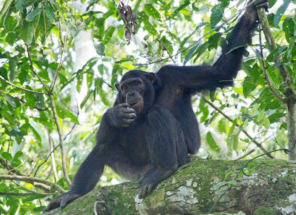 How long does the chimpanzee trekking