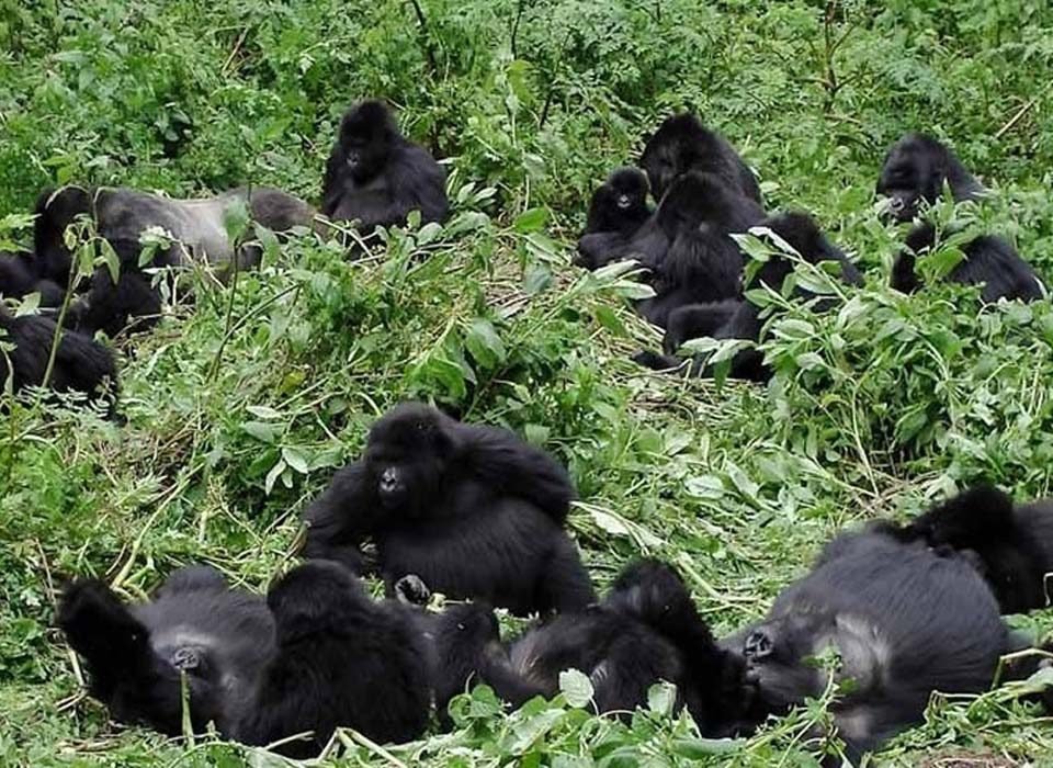 Tips for planning a permit wildlife safari in Rwanda