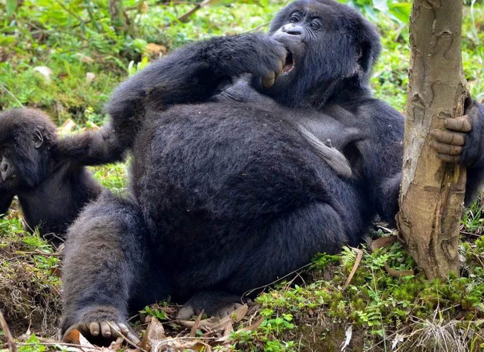 How much is a gorilla permit in Uganda and Rwanda