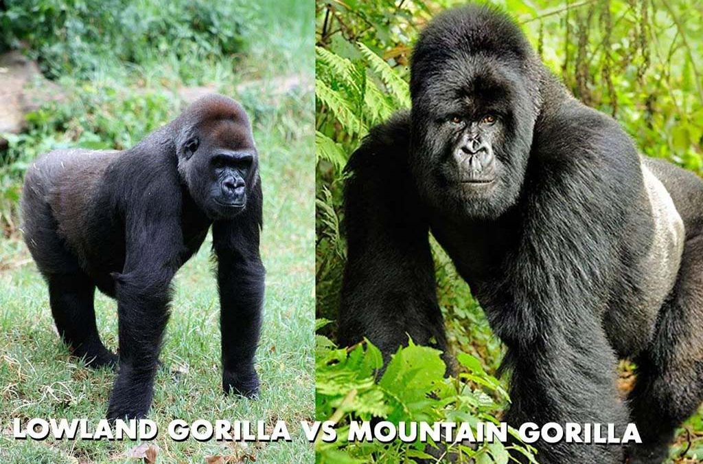Difference between lowland and mountain gorillas 2 Difference between lowland and mountain gorillas