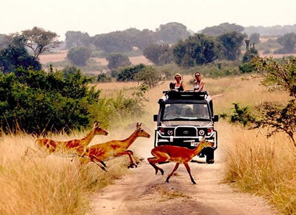 Guidelines for Game Safaris in Rwanda