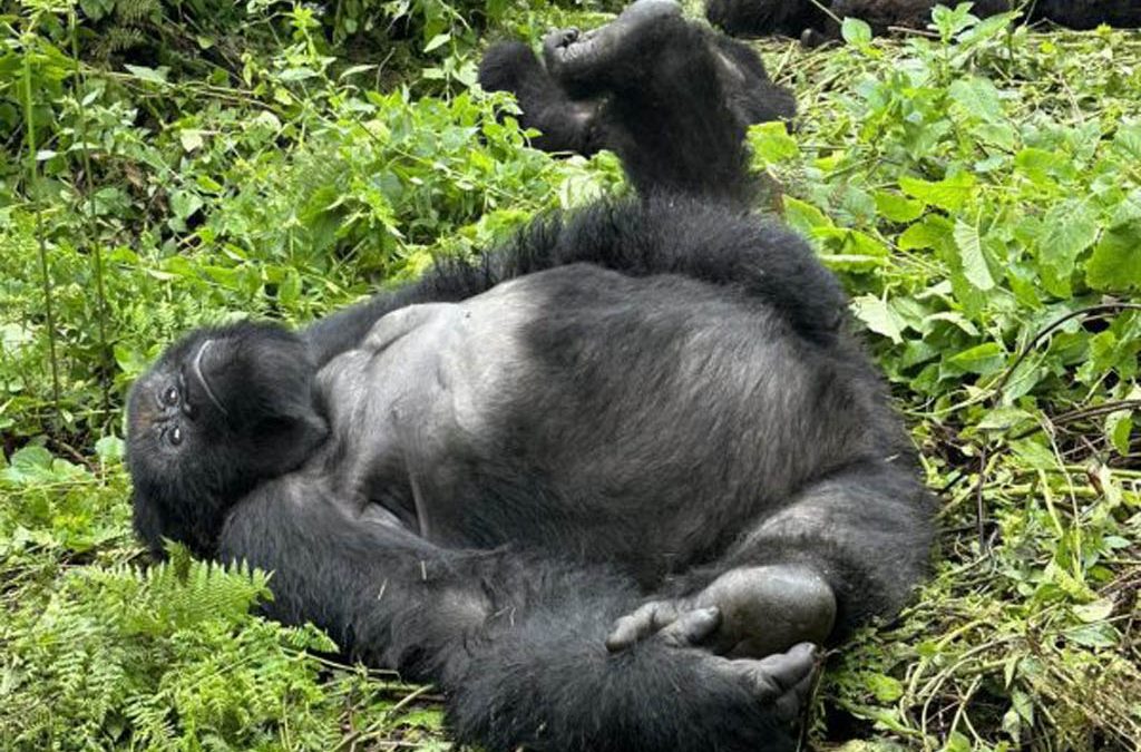 4 Days Congo Gorilla Safari from Kenya (Wildlife & Gorillas)