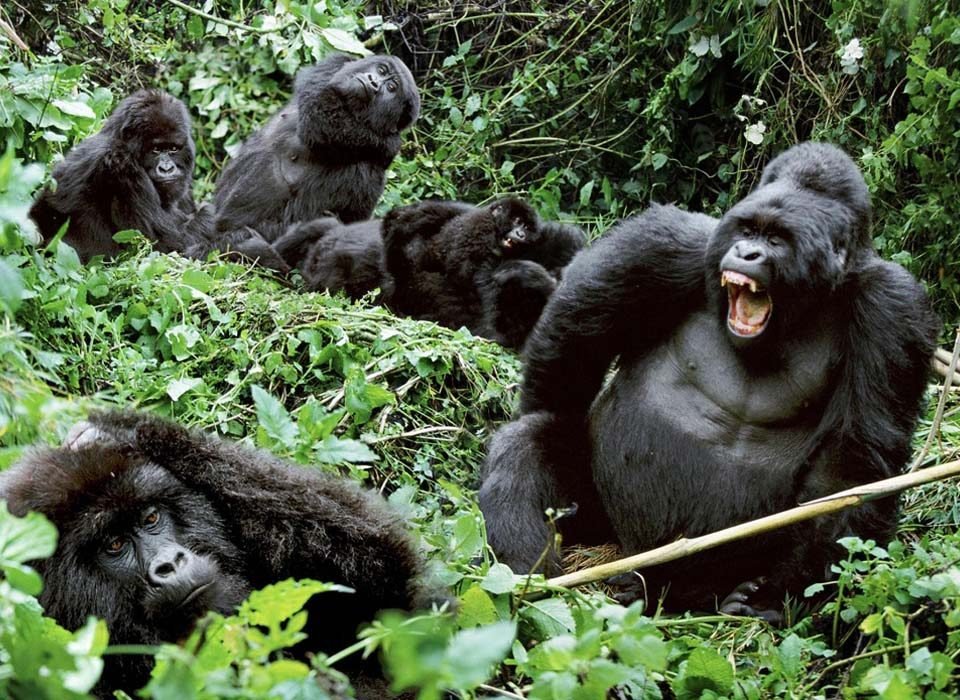 2 Day Bwindi Gorilla trekking tour from Kigali