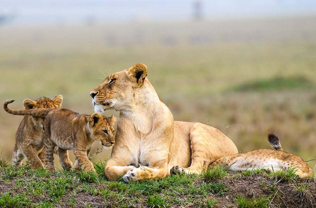 The number one tourist attraction in Kenya
