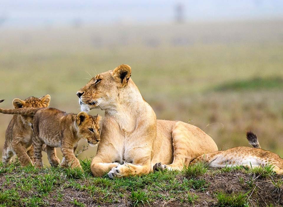 The number one tourist attraction in Kenya