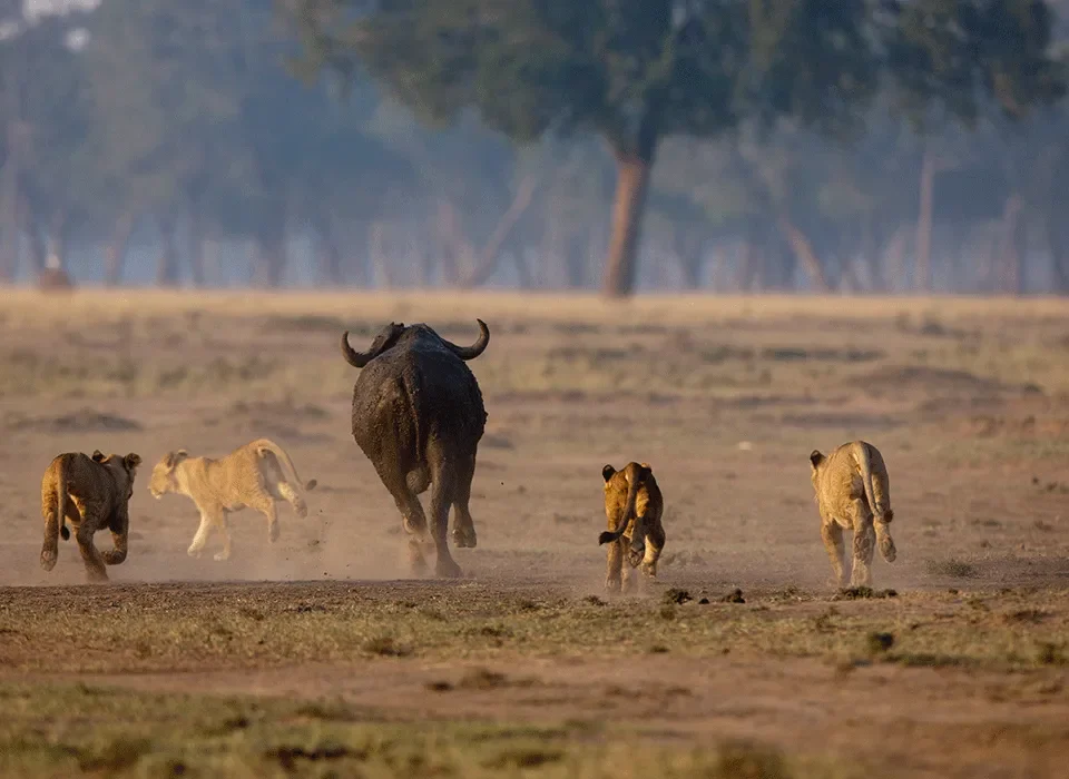 Things To Do in The Masai Mara National Reserve