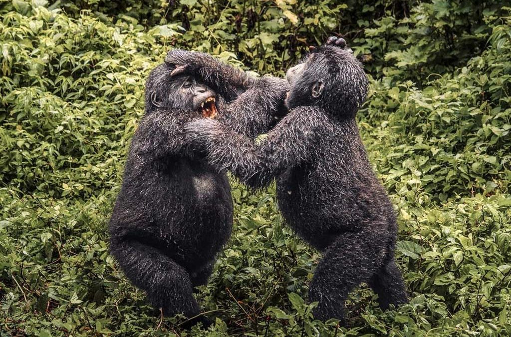 4 Days Gorilla Trekking & Wildlife Safari