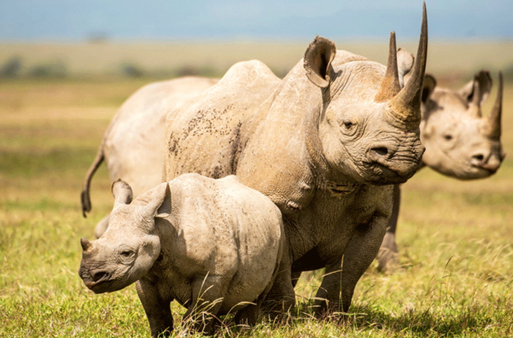 9 Days Endangered Species of Kenya Safari 2 Endangered Species Kenya Safari
