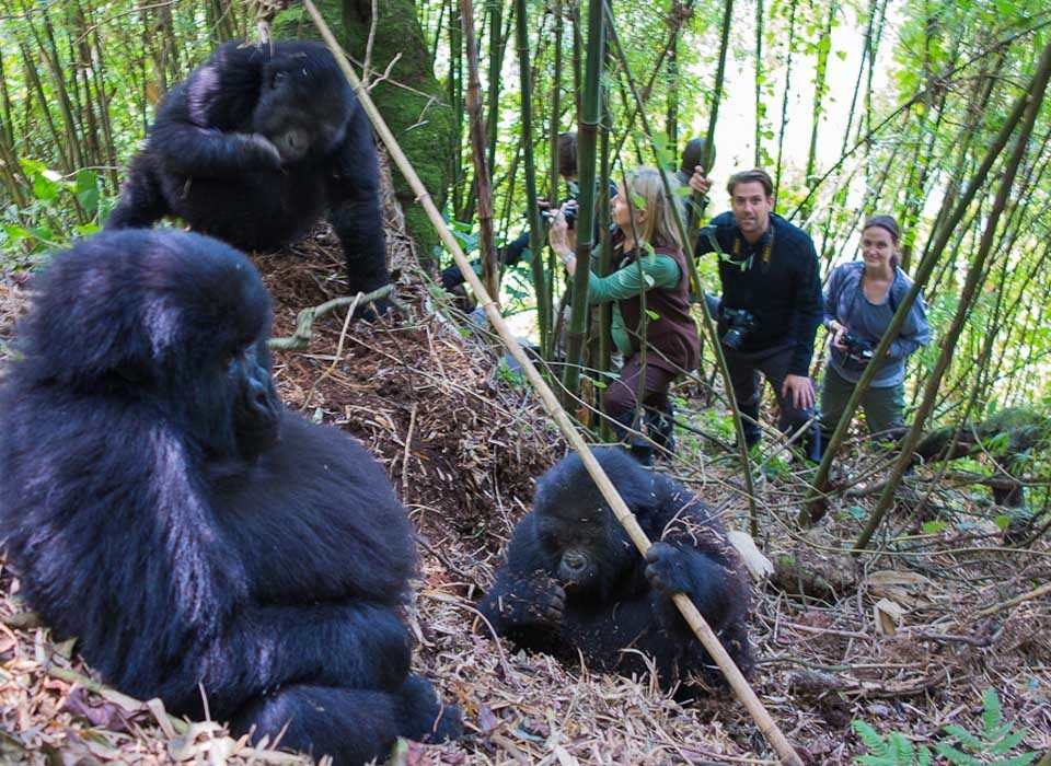 Gorilla Trekking Tours on Christmas