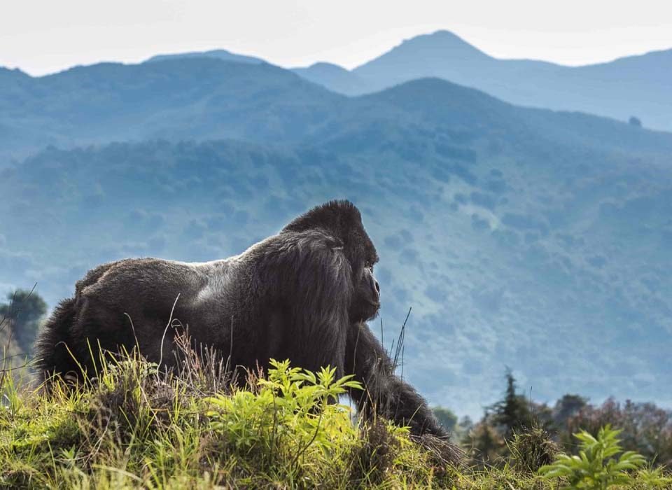 Gorilla trekking tour from Masindi
