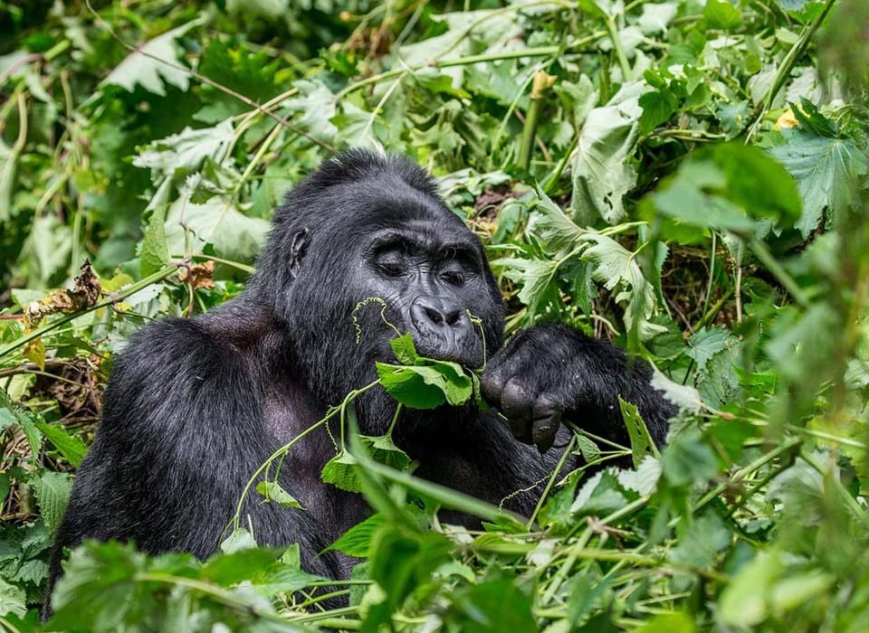 Gorilla trekking tours from Nigeria