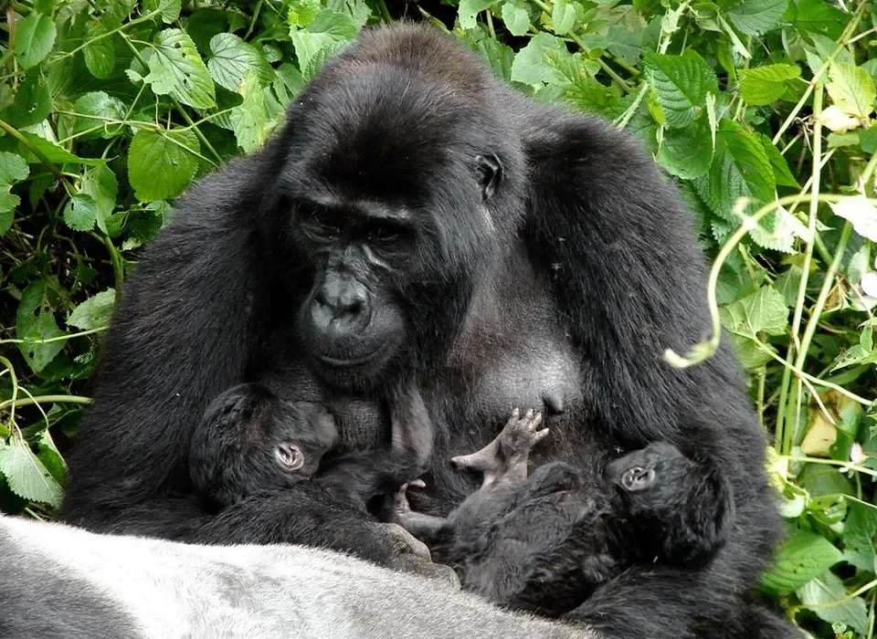 4 Days Bwindi Gorilla Safari Uganda & Lake Bunyonyi Tour 10 4 Days Bwindi Gorilla Safari Uganda & Lake Bunyonyi Tour