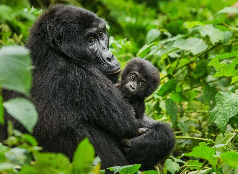Uganda Mid-range Safari