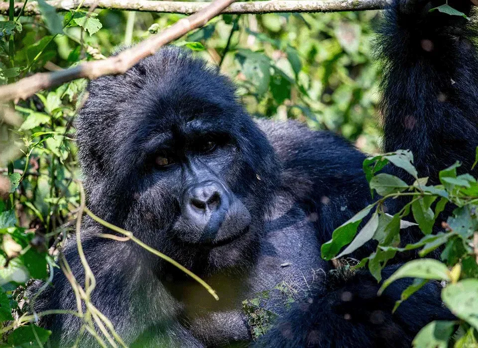 Gorilla and Masai Mara Tour