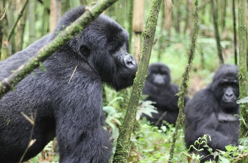 4 Days Double Gorilla Trekking in Bwindi