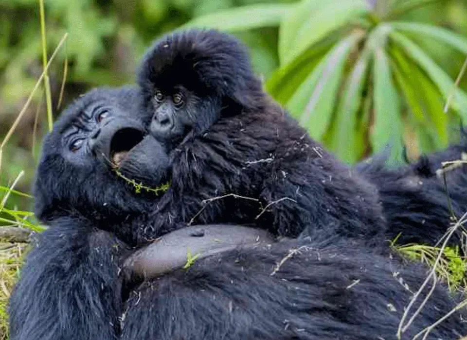 Uganda Great Apes Safari