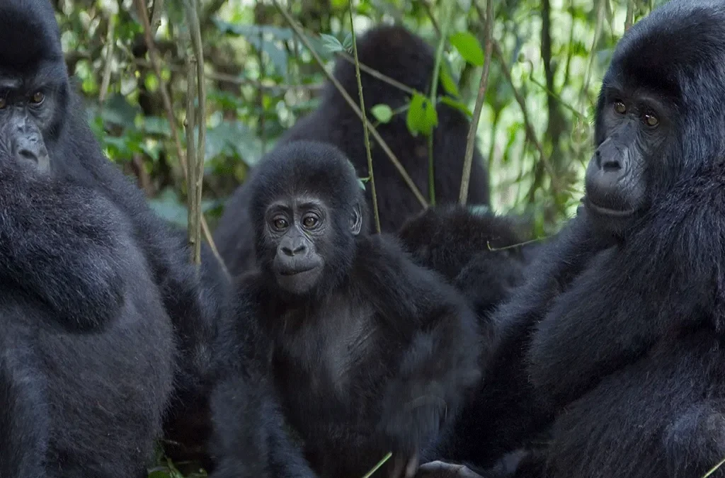 What is a Gorilla Habituation Experience? 2 5 Days Congo Safari with Gorilla Trekking and Nyiragongo Volcano Hike