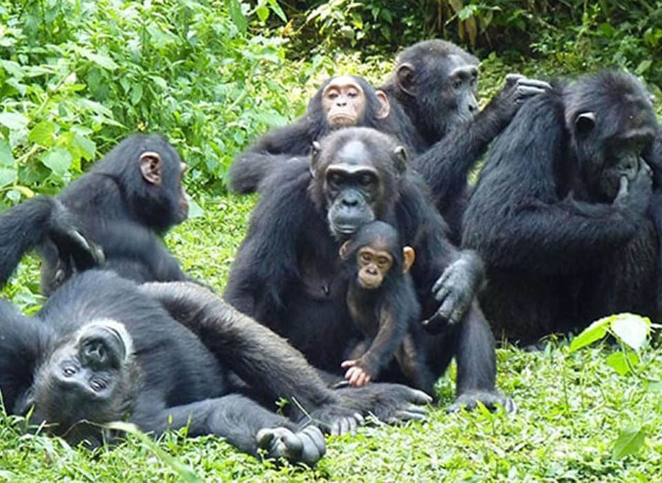 Small Group Tours to Kibale Forest National Park