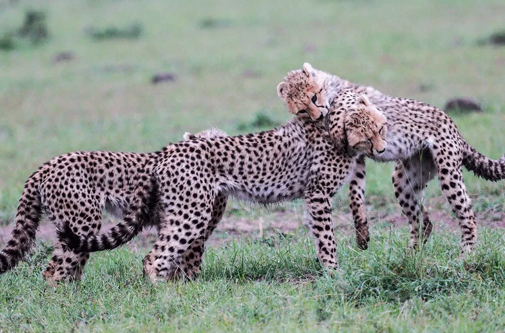 How Much is the Cost of Seeing the Big 5 on a Kenya safari? 2 Cost of Seeing the Big 5 on a Kenya safari