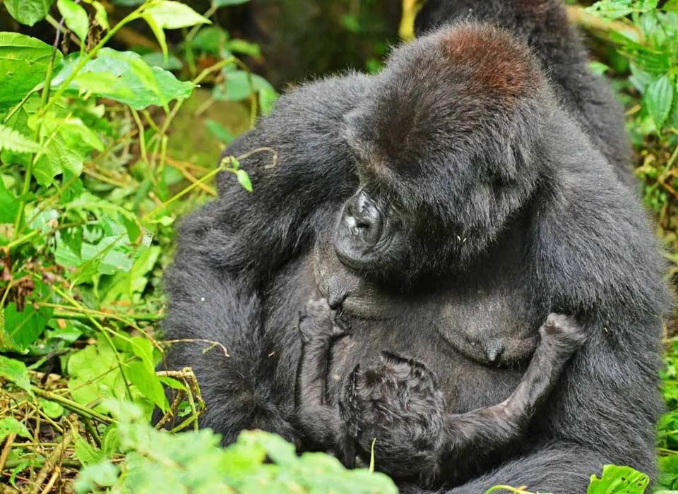 Planning a luxury gorilla trip to Burundi