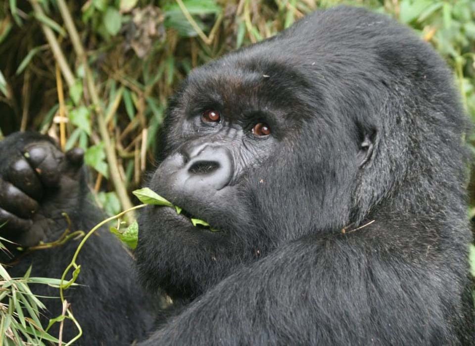 5 Days Rwanda & Uganda Gorilla Trek