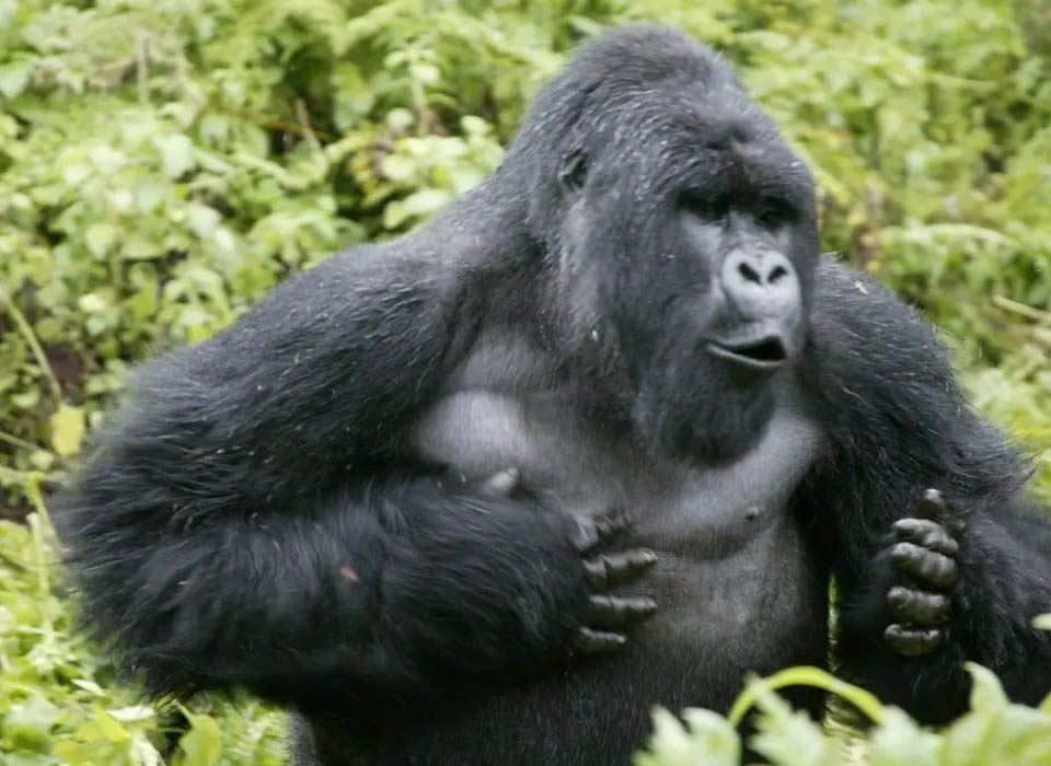 5 Days Bwindi, Lake Bunyonyi and Lake Mburo 14 How to get to Kahuzi Biega National Park