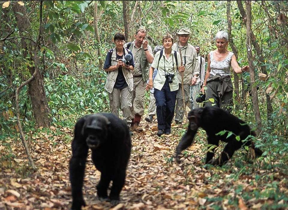 Trekking chimpanzees in Mahale National Park