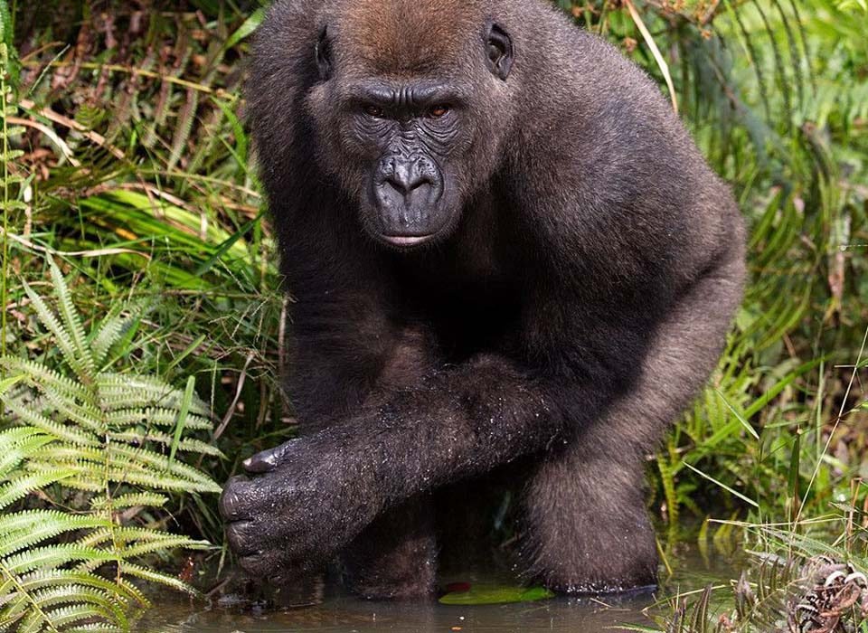 How much is a gorilla permit in Congo