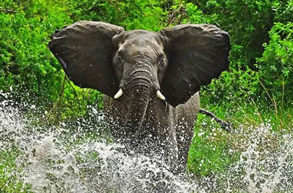 What to expect on safari in Burundi 2 Safari to Akagera National Park