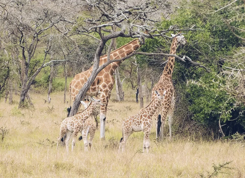 Where to Spot the Big 5 on a Rwanda Safari