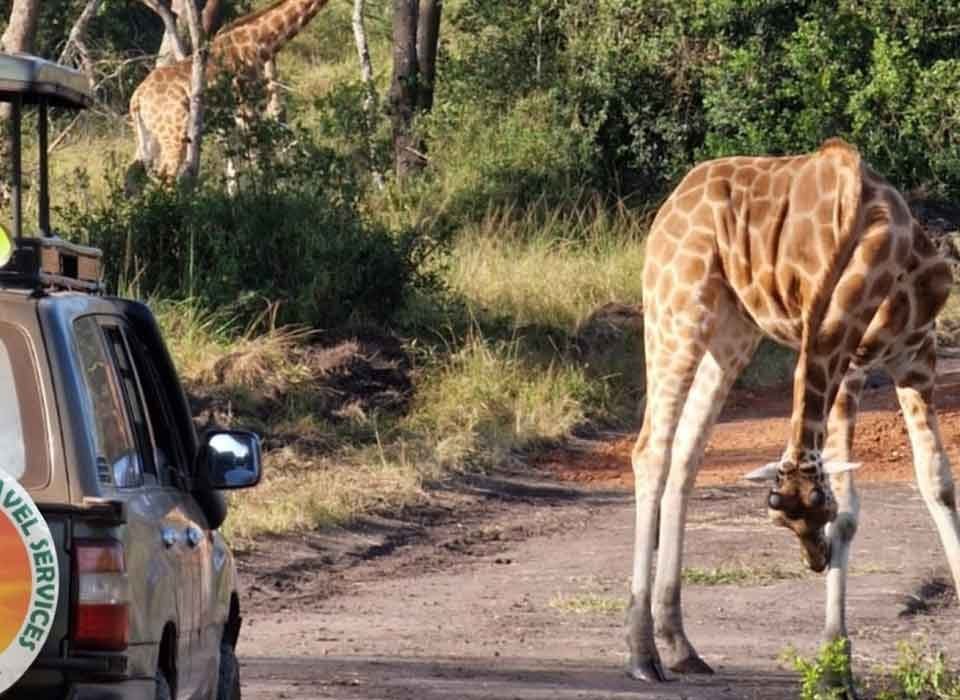 3 Days Best Uganda Wildlife Safari 12 3 Days Best Uganda Wildlife Safari