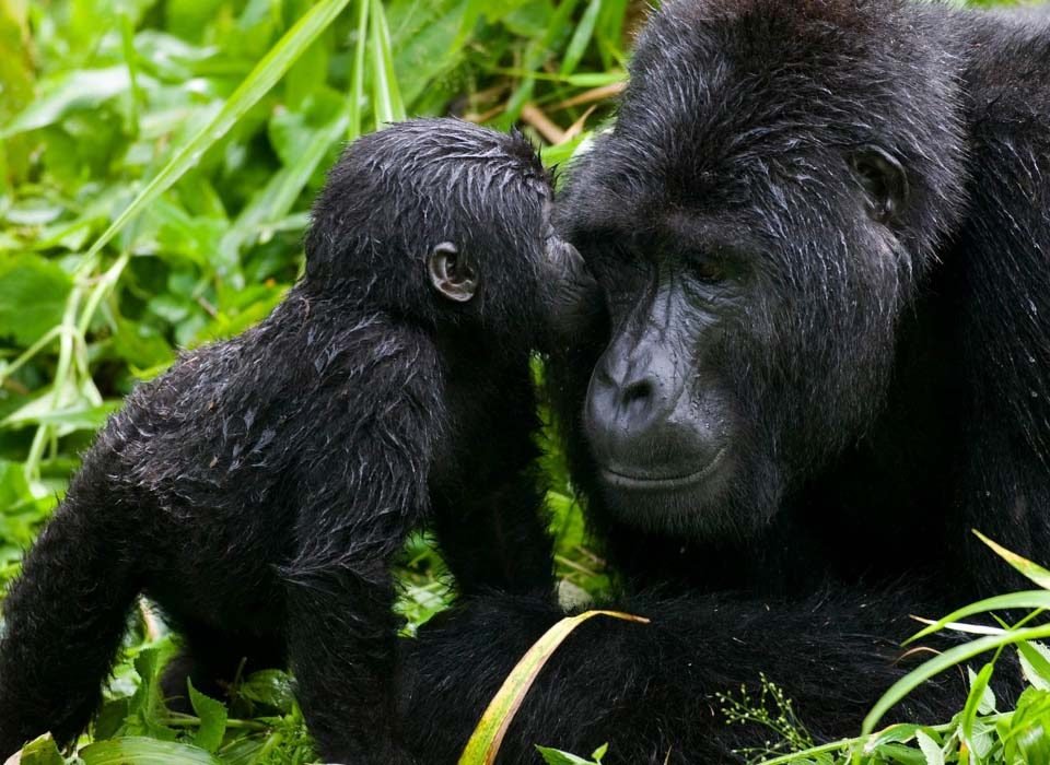 Uganda mountain gorillas