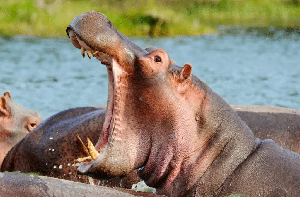 What is the Cost of Burundi Safari? 2 What is the cost of Burundi Safari