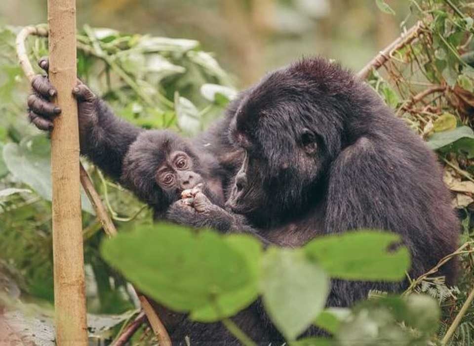 Consequences of Not Following Gorilla Trekking Rules