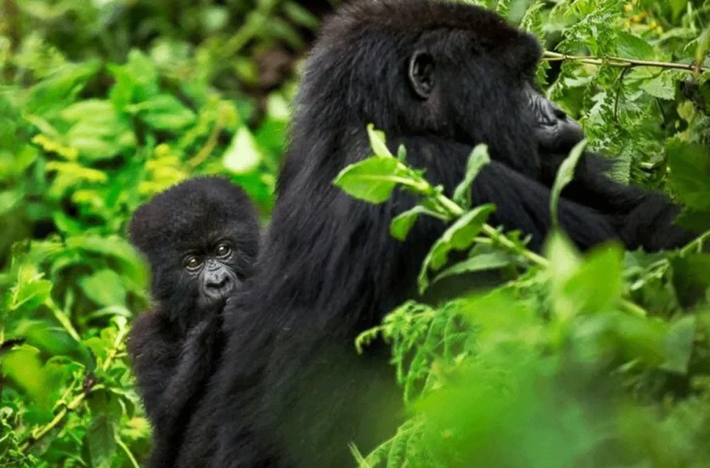 Gorilla Trekking from Tokyo, Japan 2 Gorilla Trekking from Tokyo