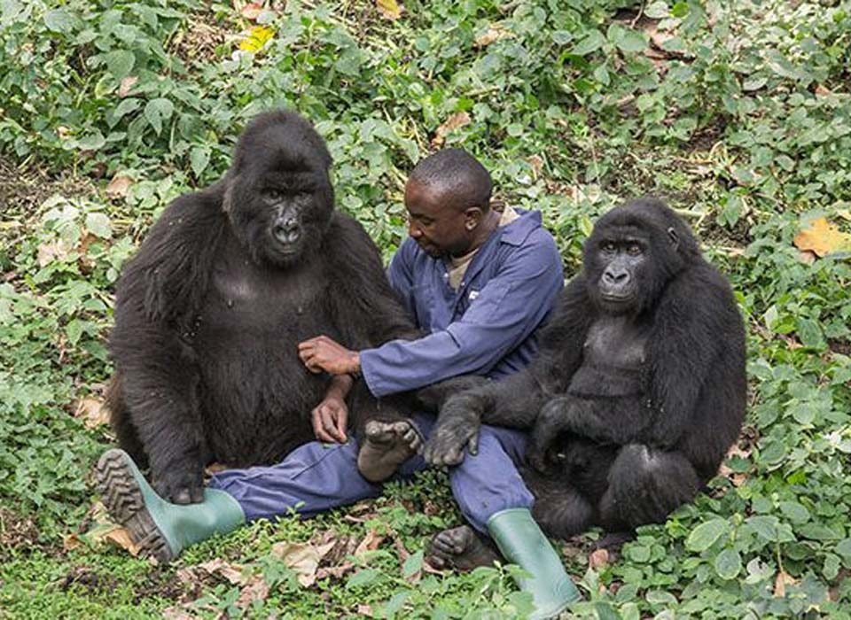 habituated gorilla