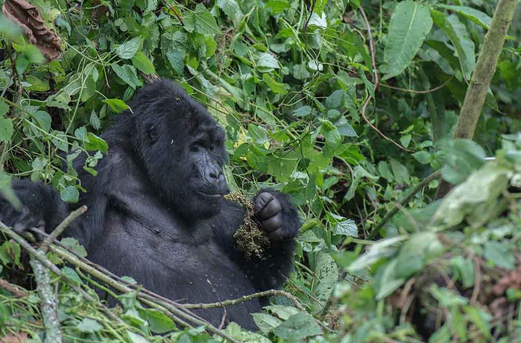 How Does Gorilla Trekking Benefit the Gorillas