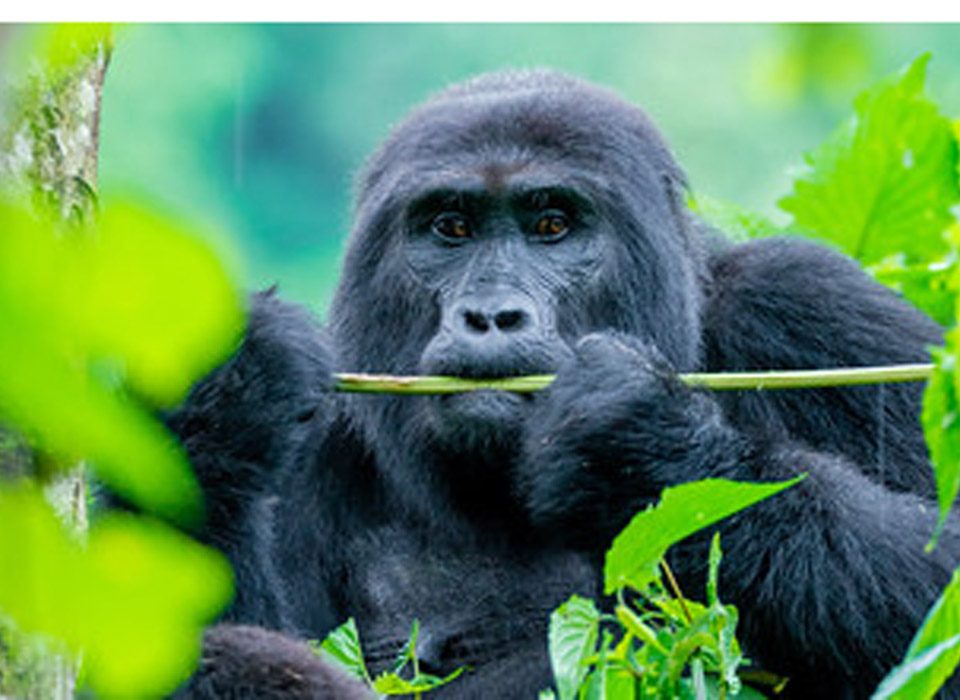 5 Day Gorillas and White Water Rafting Safari