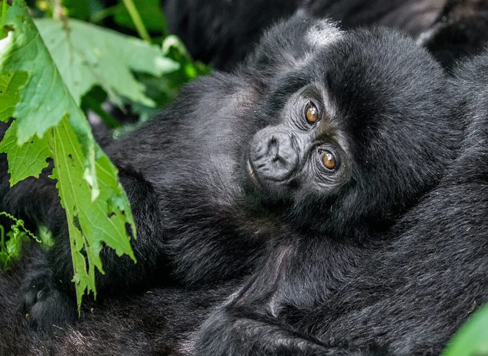 Is it Possible to Visit Mountain Gorillas Without a Ranger Guide?