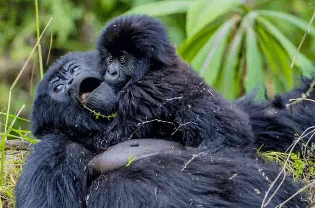 Uganda Safari Booking 2 Uganda Safari Booking