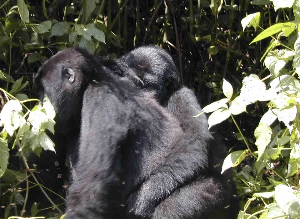 Combining A Burundi Safari with Gorillas in Uganda